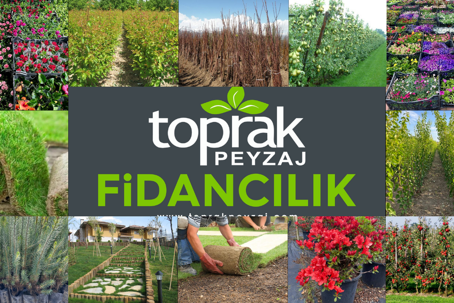 fidan, sÃ¼s bitkisi, rulo Ã§im, 